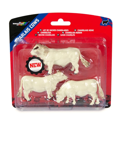 Charolais Cows