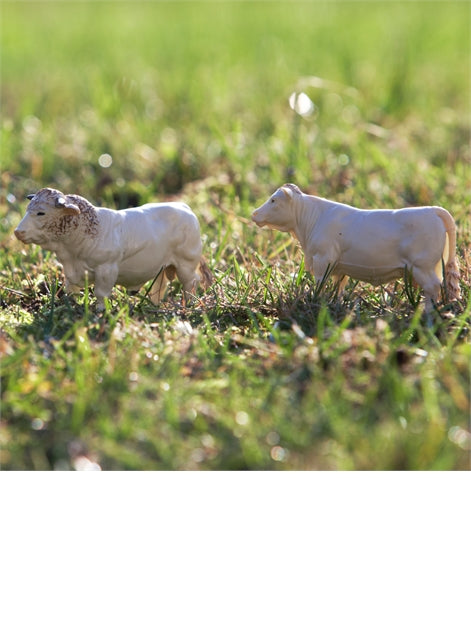 Charolais Cows