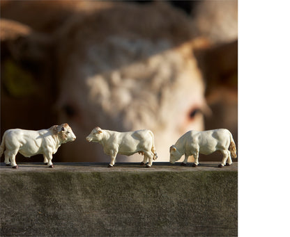 Charolais Cows