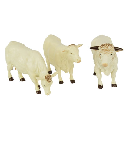 Charolais Cows